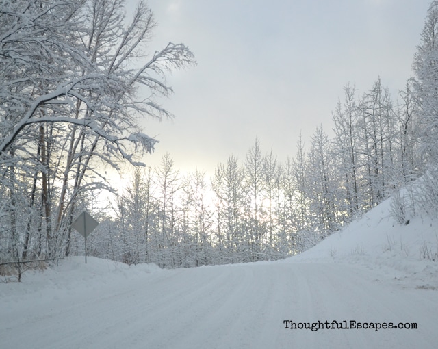 snow on trees