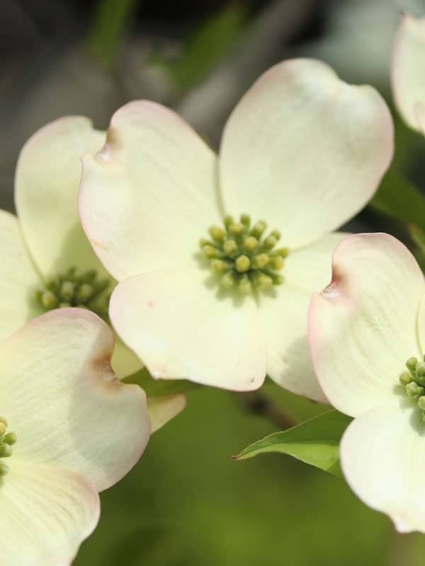 flower-cream-pink-center