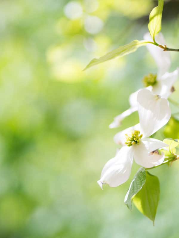 flower-tree-bright