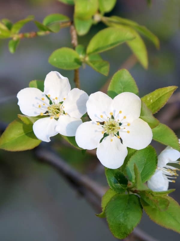 flowering-tree